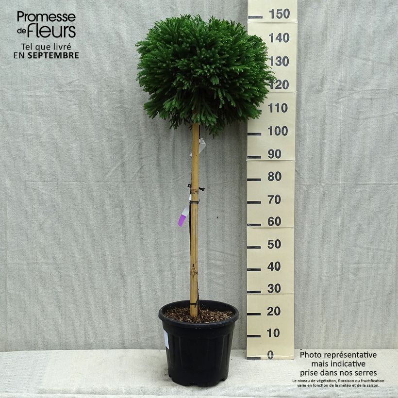 Ejemplar de Sugi Globosa Nana - Cryptomeria japonica Maceta 12L/15L, Tallo entregado en verano
