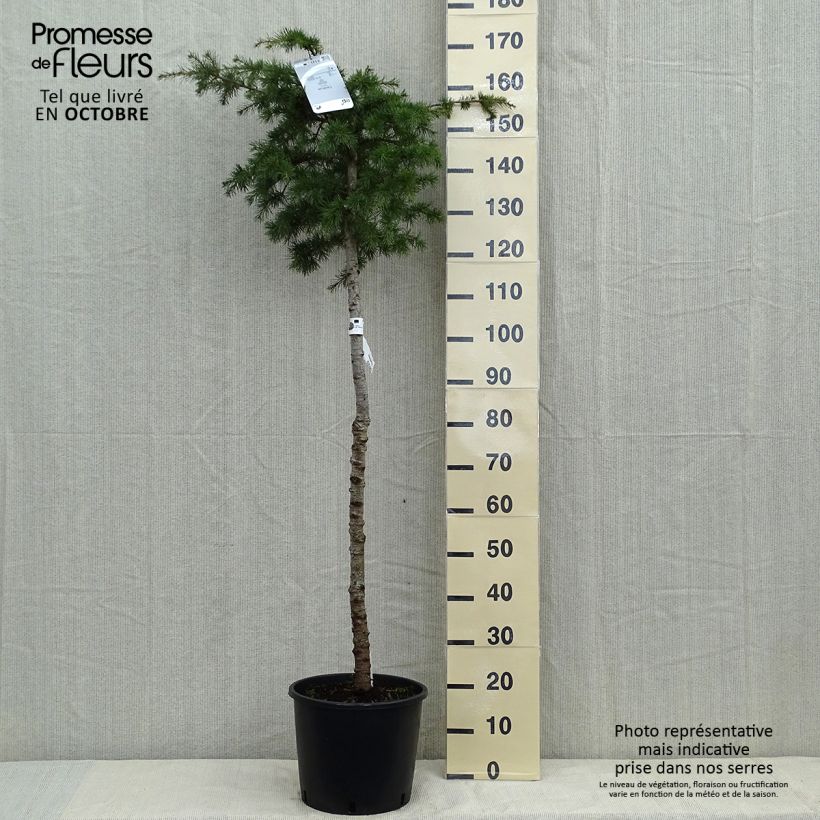 Ejemplar de Cedro de Líbano - Cedrus libani Maceta 7,5L/10L entregado en otoño