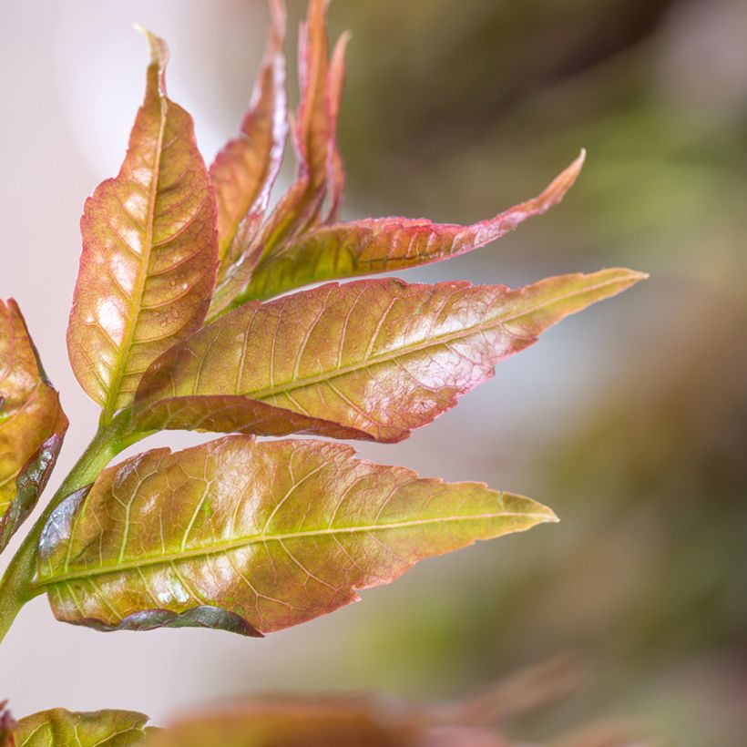 Toona sinensis - Caoba china (Follaje)