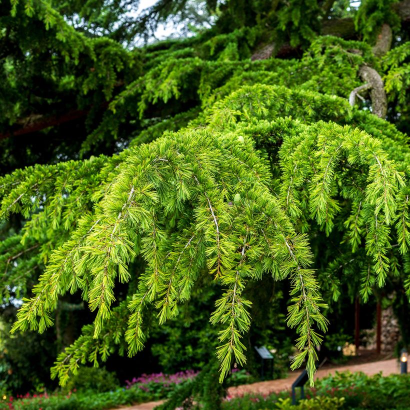 Cedro del Himalaya (semillas) - Cedrus deodara (Follaje)