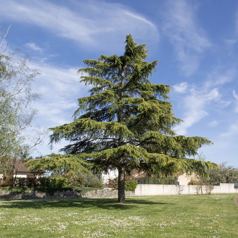 Cedro del Himalaya (semillas) - Cedrus deodara (Porte)
