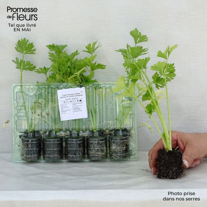 Apio en rama Golden Spartan (plantas) cepellón: 4 cm x 4,5 cm Ejemplar entregado en la primavera