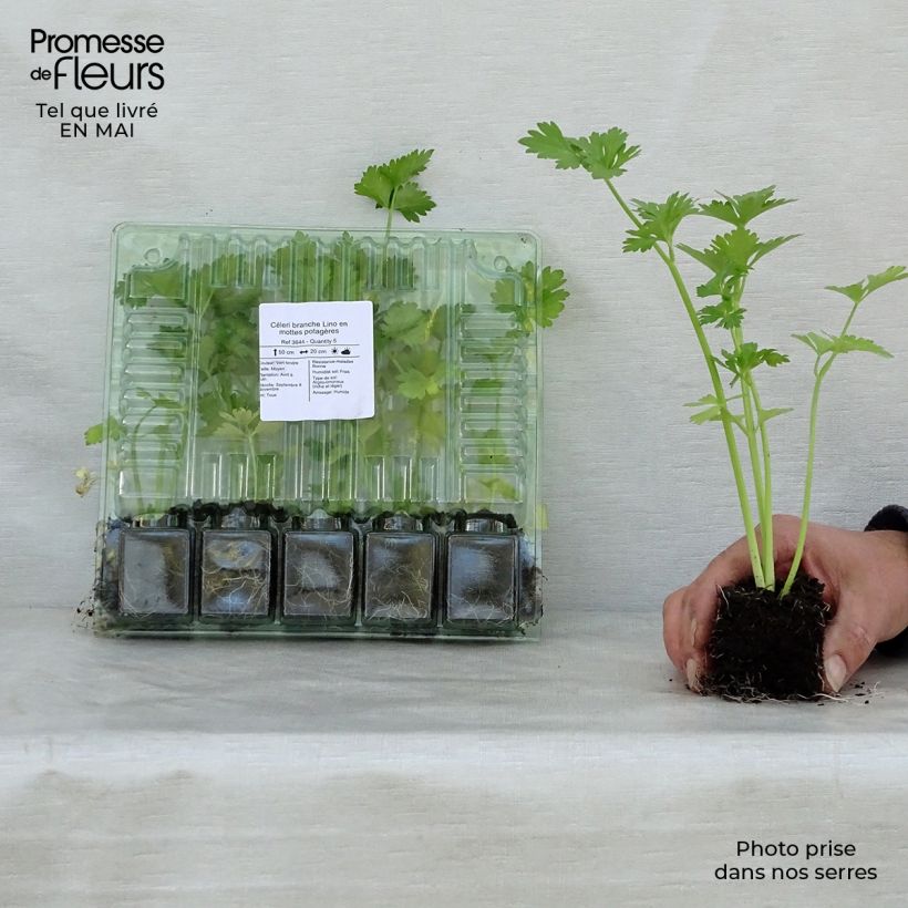 Apio en rama Lino cepellón: 4 cm x 4,5 cm Ejemplar entregado en la primavera