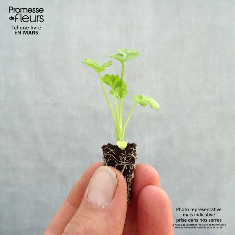 Apio nabo rapaceum Monarch minicepellón: Ø 1,5/2,5 cm Ejemplar entregado en la primavera