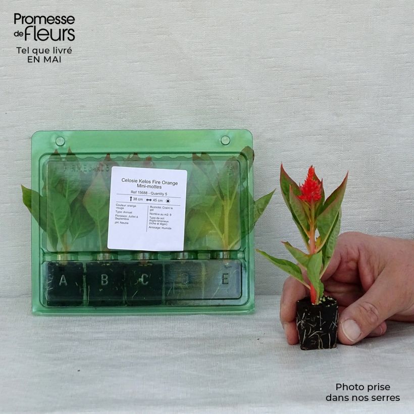 Celosia argentea var. plumosa Kelos Fire Orange minicepellón: Ø 3/4 cm Ejemplar entregado en la primavera