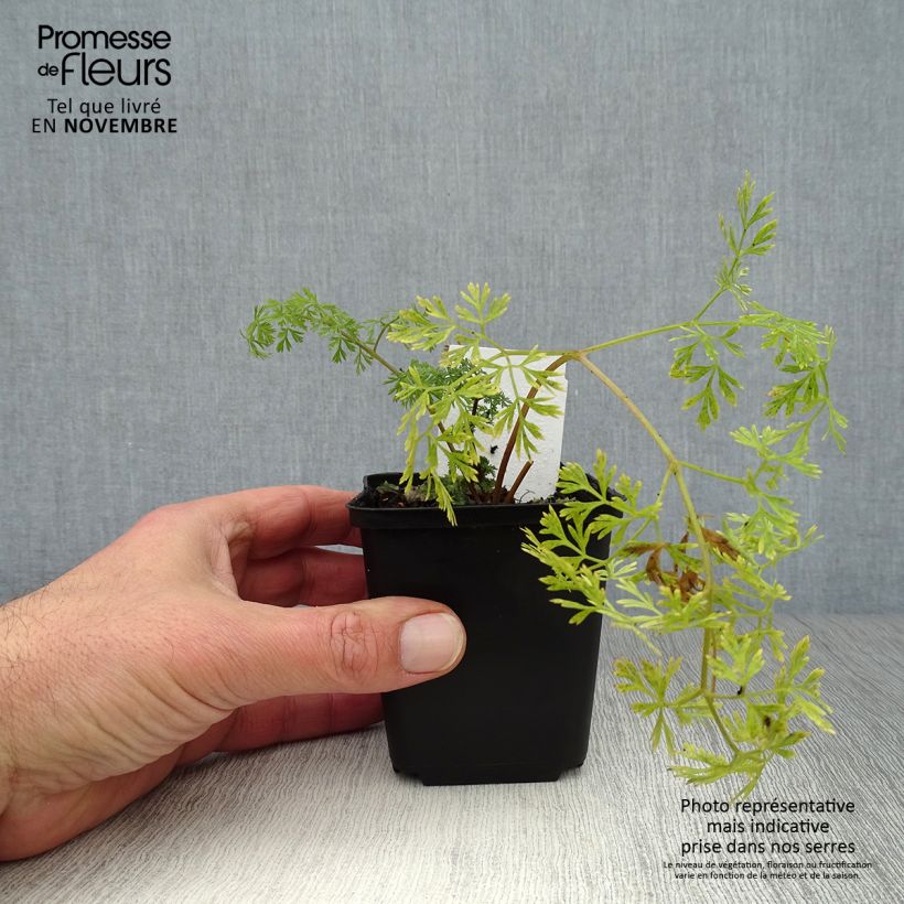 Ejemplar de Perejil báltico - Cenolophium denudatum Maceta de 8/9 cm entregado en otoño