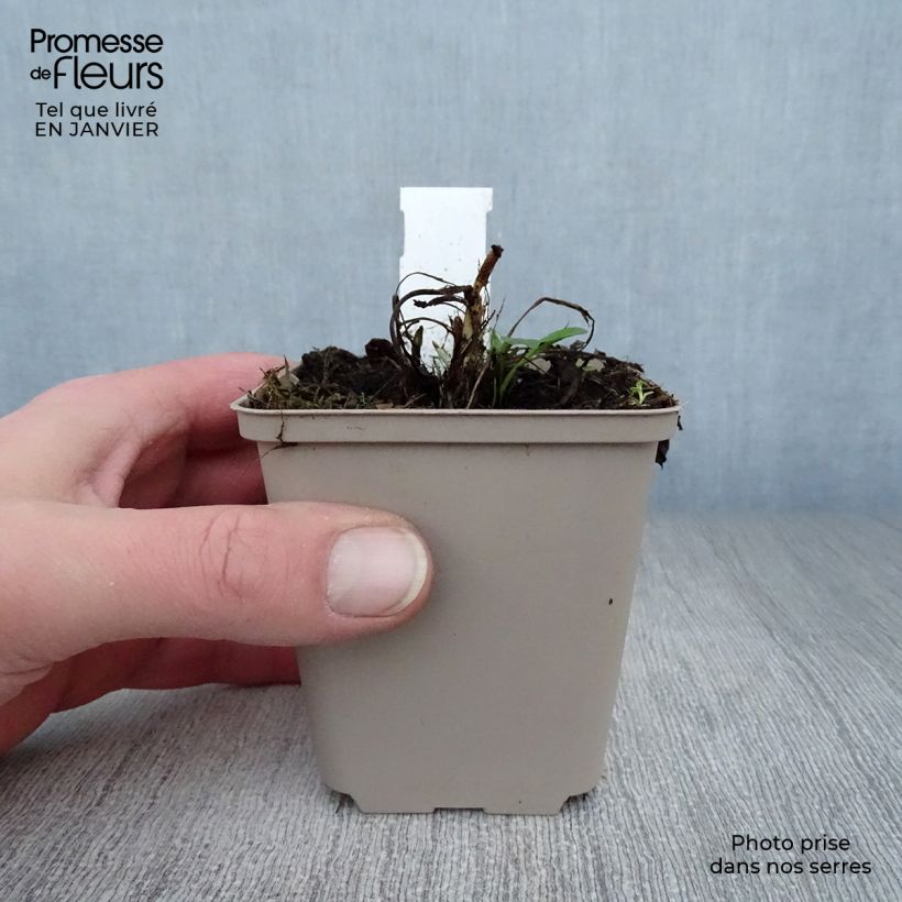 Centaurea atropurpurea Maceta de 8/9 cm Ejemplar entregado en invierno