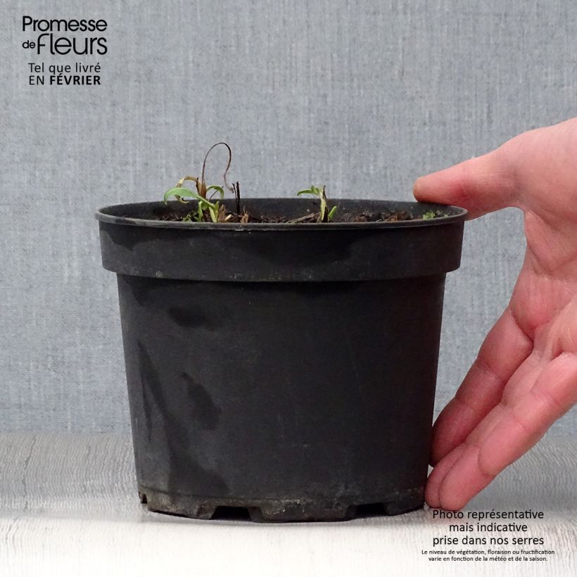 Centaurea atropurpurea Maceta 2L/3L Ejemplar entregado en invierno