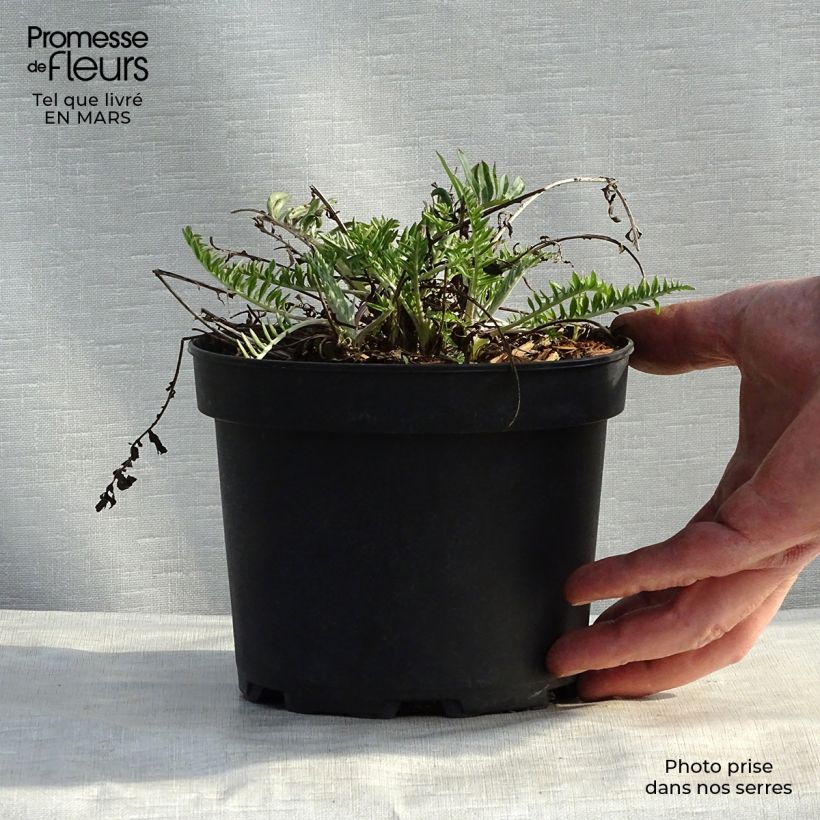 Centaurea atropurpurea Maceta de 8/9 cm Ejemplar entregado en la primavera