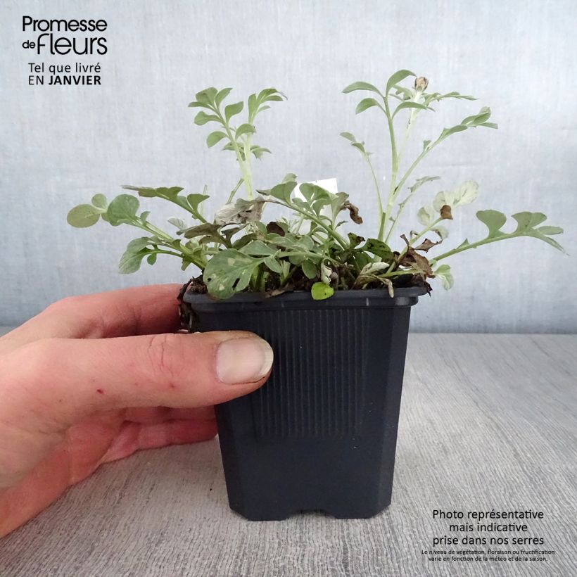 Centaurea bella Maceta de 8/9 cm Ejemplar entregado en invierno