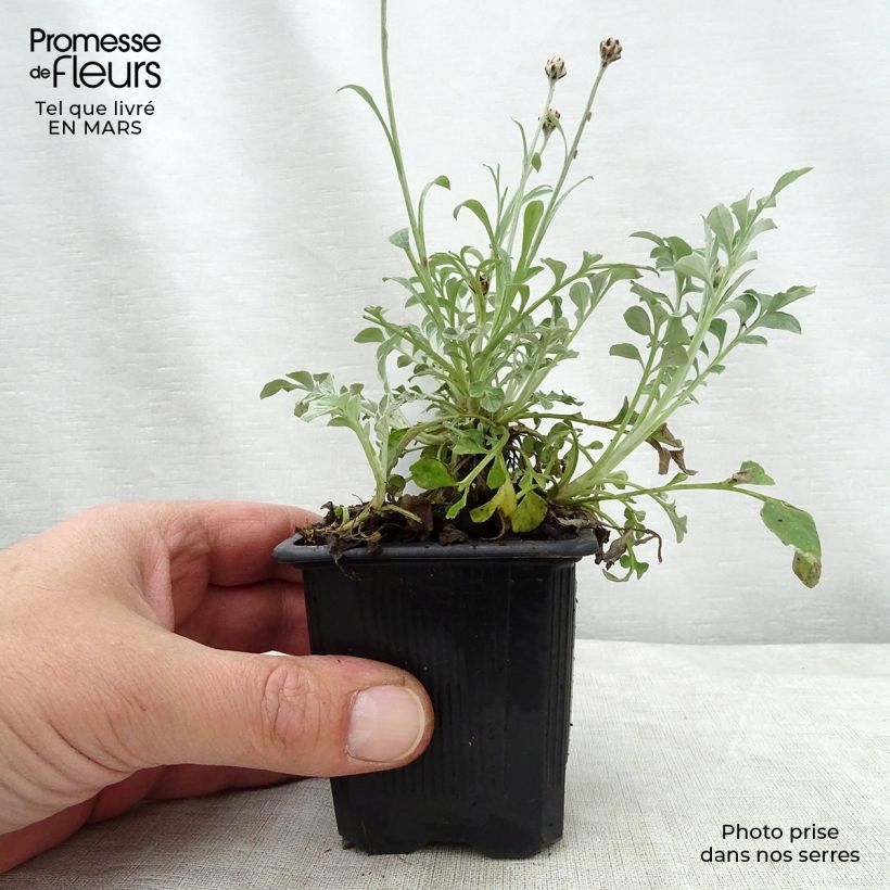 Centaurea bella Maceta de 8/9 cm Ejemplar entregado en la primavera