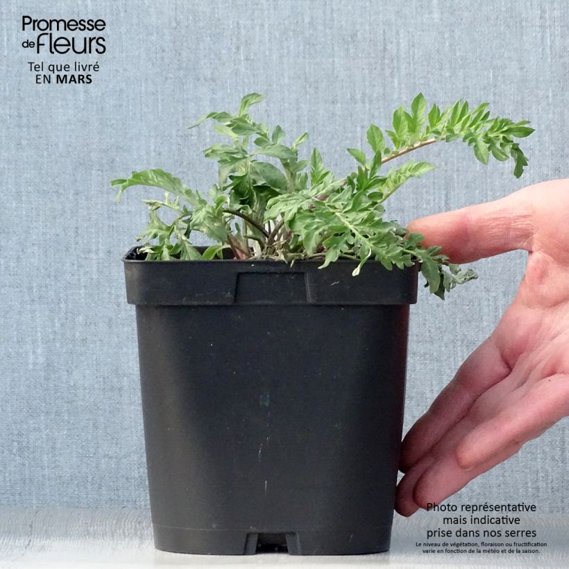 Centaurea dealbata - Centaurea Maceta 2L/3L Ejemplar entregado en la primavera