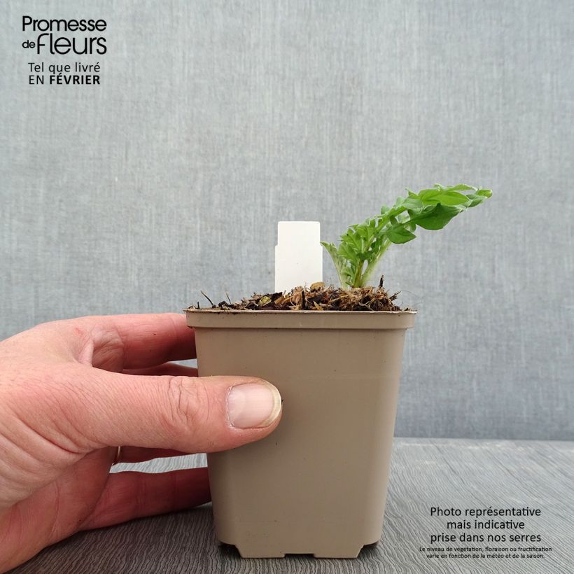 Centaurea dealbata Stenbeergii - Centaurea Maceta de 8/9 cm Ejemplar entregado en invierno