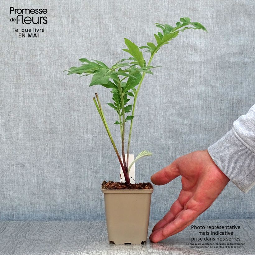 Centaurea dealbata Stenbeergii - Centaurea Maceta de 8/9 cm Ejemplar entregado en la primavera