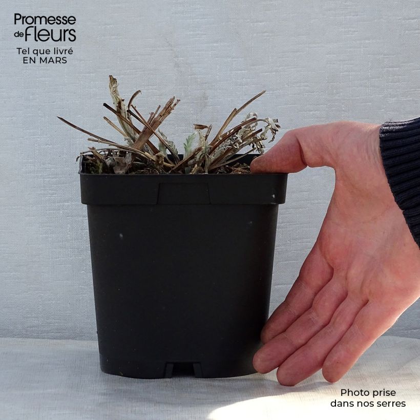 Centaurea dealbata Stenbeergii - Centaurea Maceta 2L/3L Ejemplar entregado en la primavera