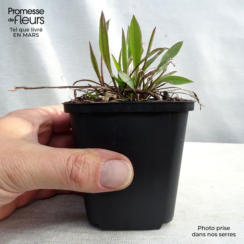 Centaurea jacea Maceta de 8/9 cm Ejemplar entregado en invierno