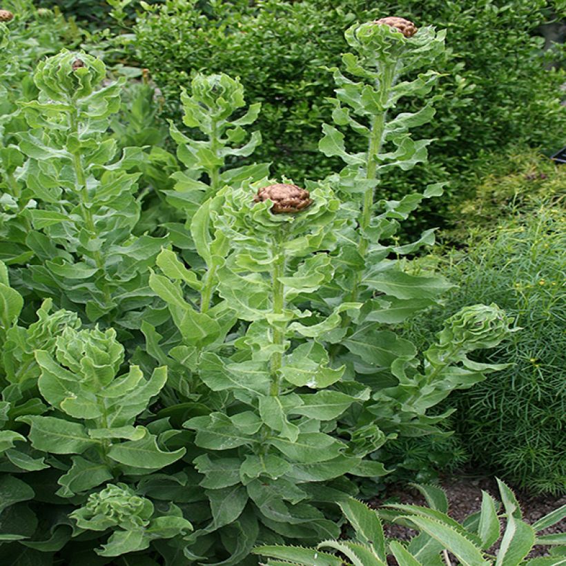 Centaurea macrocephala - Abre puños (Follaje)