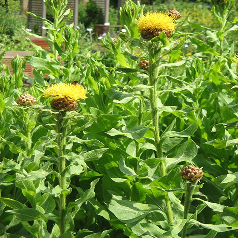 Centaurea macrocephala - Abre puños (Porte)