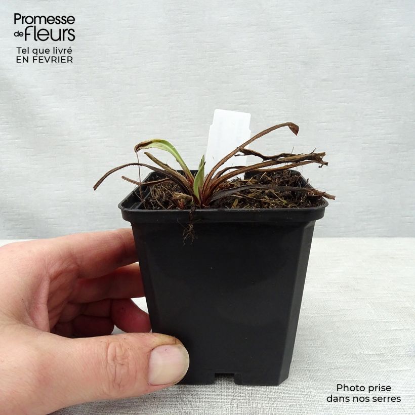 Centaurea macrocephala - Abre puños Maceta de 8/9 cm Ejemplar entregado en invierno