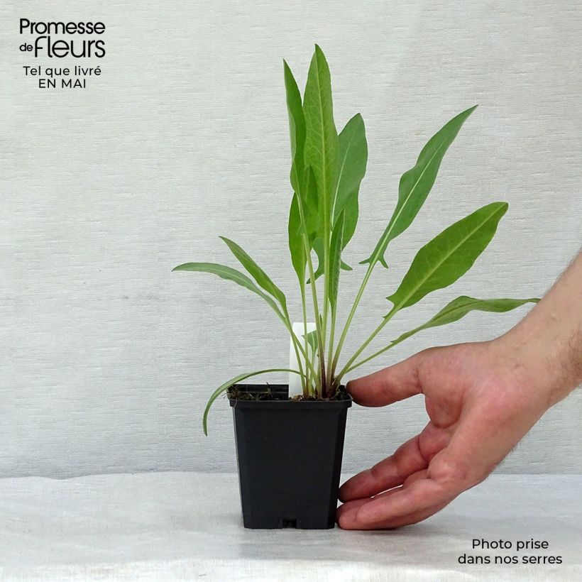 Centaurea macrocephala - Abre puños Maceta de 8/9 cm Ejemplar entregado en la primavera