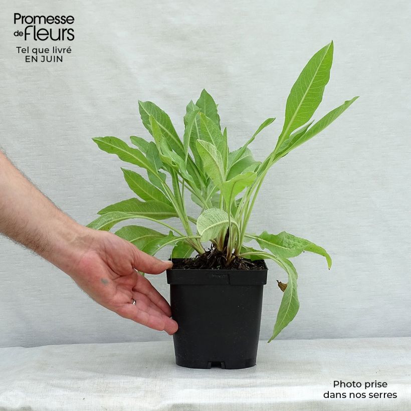 Ejemplar de Centaurea macrocephala - Centaurée jaune Pot de 2L/3L entregado en verano