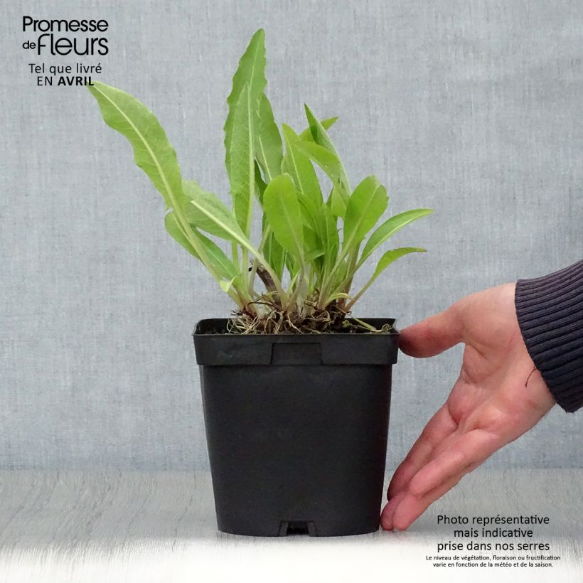 Centaurea macrocephala - Abre puños Maceta 2L/3L Ejemplar entregado en la primavera