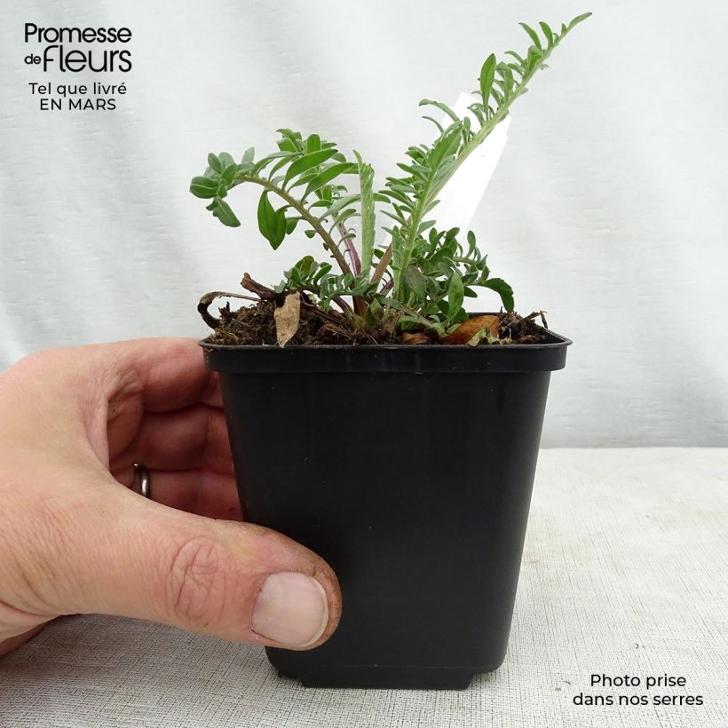 Centaurea orientalis - Abre puños Maceta de 8/9 cm Ejemplar entregado en la primavera