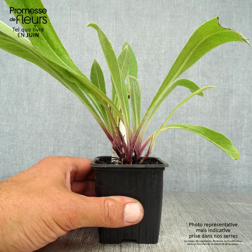 Ejemplar de Centaurea montana Caramia Maceta de 8/9 cm entregado en verano