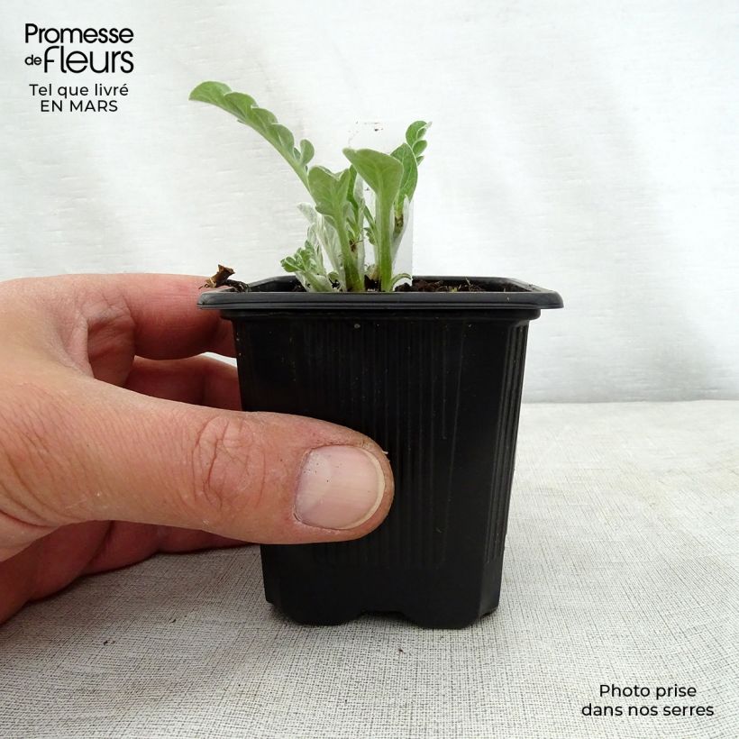 Centaurea hypoleuca John Coutts - Aciano Maceta de 8/9 cm Ejemplar entregado en la primavera