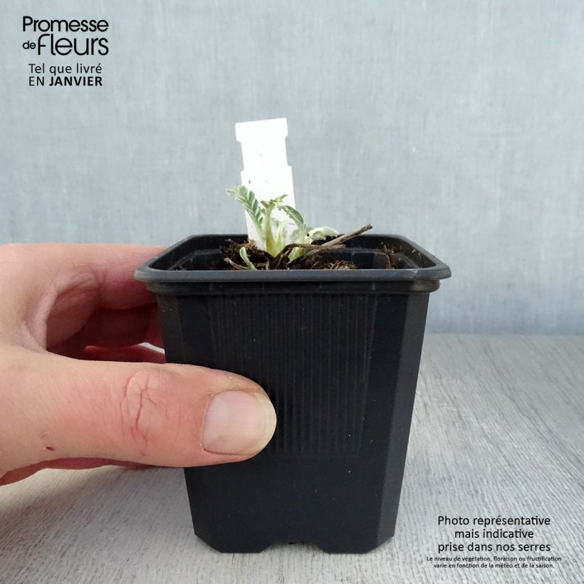 Centaurea hypoleuca John Coutts - Aciano Maceta de 8/9 cm Ejemplar entregado en invierno