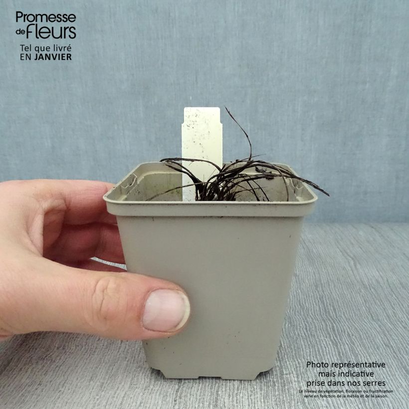 Centaurea pulcherrima Maceta de 8/9 cm Ejemplar entregado en invierno