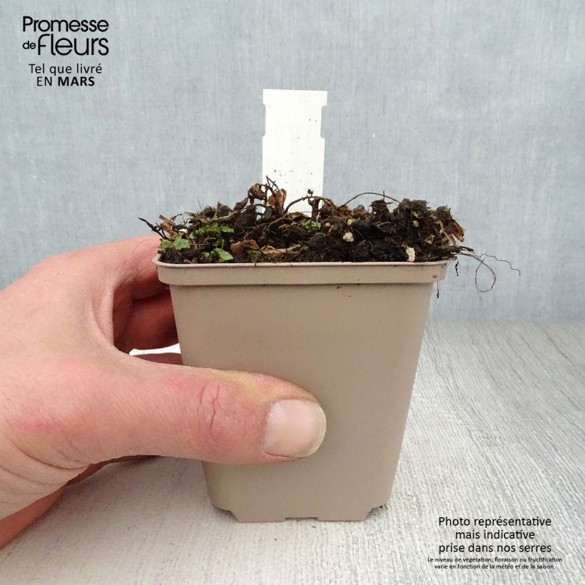 Centaurea ruthenica Maceta de 8/9 cm Ejemplar entregado en la primavera