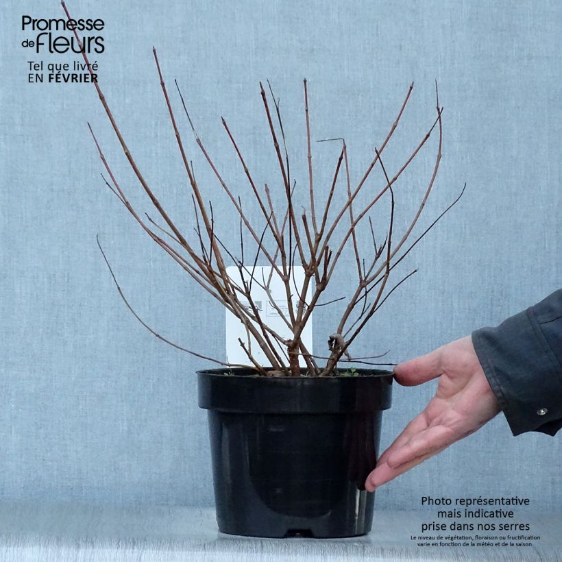Cephalanthus occidentalis - Aroma de laguna Maceta 7,5L/10L Ejemplar entregado en invierno