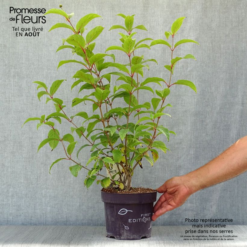 Ejemplar de Cephalanthus occidentalis Fiber Optics - Aroma de laguna Maceta 3L/4L entregado en verano