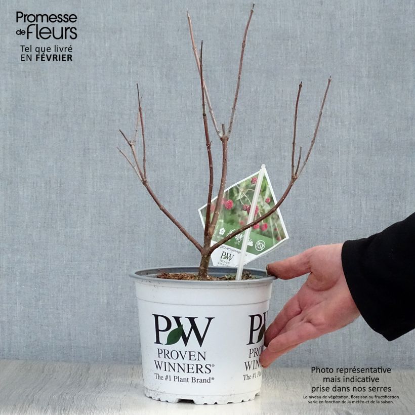 Cephalanthus occidentalis Sugar Shack - Aroma de laguna Maceta 2L/3L Ejemplar entregado en invierno