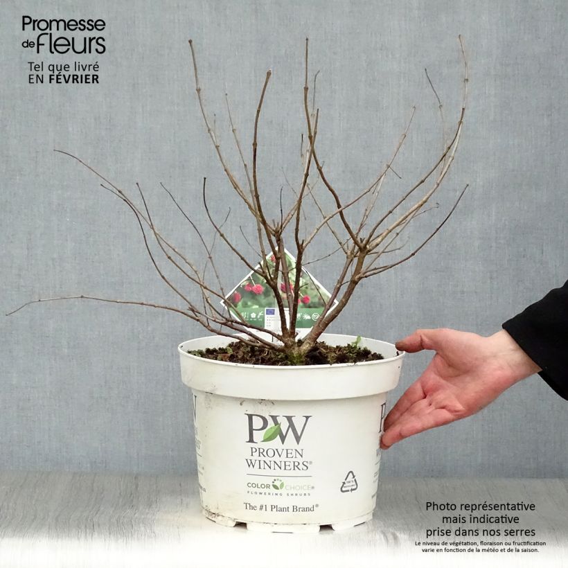 Cephalanthus occidentalis Sugar Shack - Aroma de laguna Maceta 7,5L/10L Ejemplar entregado en invierno