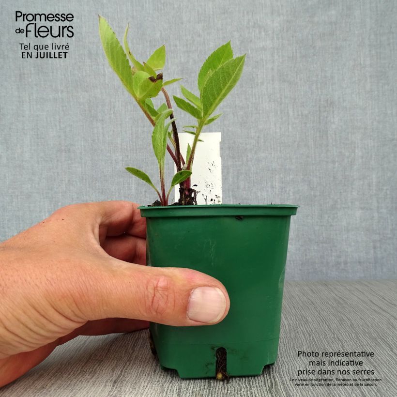 Ejemplar de Cephalaria gigantea - Escabiosa gigante Maceta de 8/9 cm entregado en verano