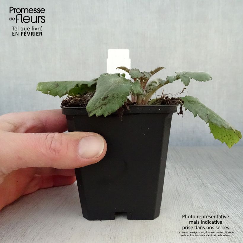 Cephalaria gigantea - Escabiosa gigante Maceta de 8/9 cm Ejemplar entregado en invierno