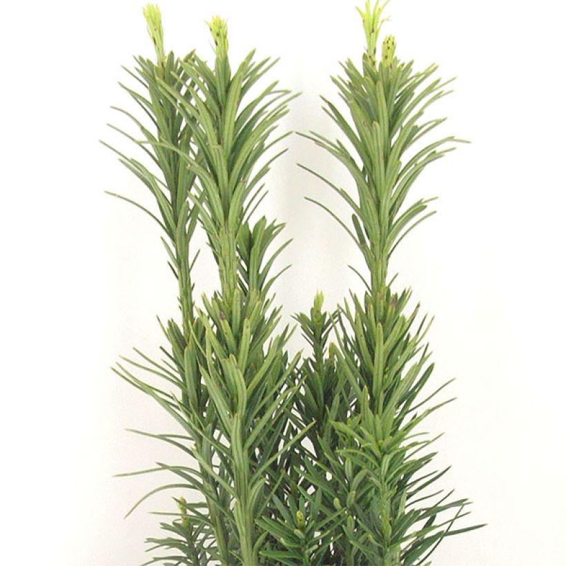 Cephalotaxus harringtonia Fastigiata - Cefalotejo (Follaje)