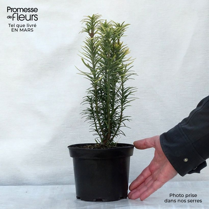 Cephalotaxus harringtonia Korean Gold - Cefalotejo Maceta 2L/3L Ejemplar entregado en la primavera