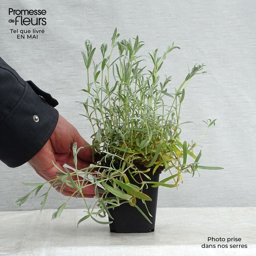 Cerastium biebersteinii - Cerastio Maceta de 8/9 cm Ejemplar entregado en la primavera