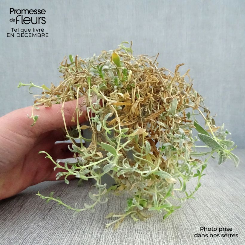 Cerastium biebersteinii - Cerastio Maceta de 8/9 cm Ejemplar entregado en invierno