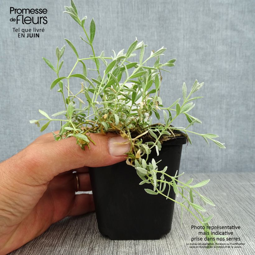 Ejemplar de Cerastium tomentosum Yo Yo - Canastilla de plata Maceta de 8/9 cm entregado en verano