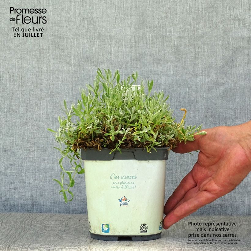 Ejemplar de Cerastium tomentosum Yo Yo - Canastilla de plata Maceta 2L/3L entregado en verano