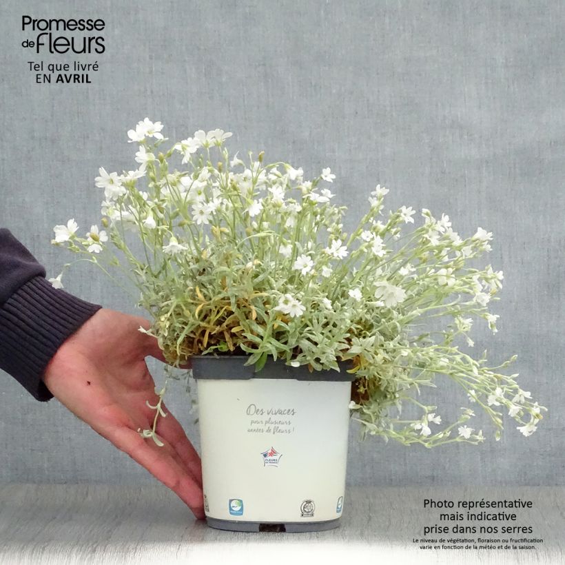 Cerastium tomentosum Yo Yo - Canastilla de plata Maceta 2L/3L Ejemplar entregado en la primavera