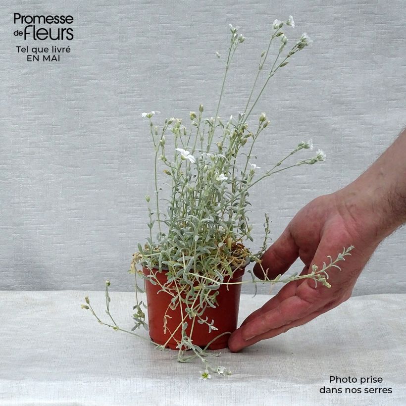 Cerastium tomentosum Yo Yo - Canastilla de plata Maceta de 8/9 cm Ejemplar entregado en la primavera