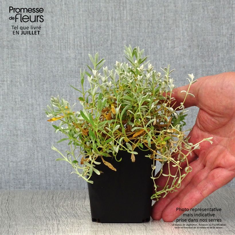 Ejemplar de Cerastium tomentosum var columnae - Canastilla de plata Maceta de 8/9 cm entregado en verano