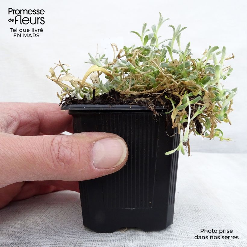 Cerastium tomentosum var columnae - Canastilla de plata Maceta de 8/9 cm Ejemplar entregado en la primavera