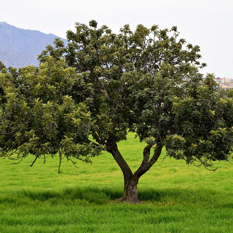 Ceratonia siliqua (semillas) - Algarrobo (Porte)