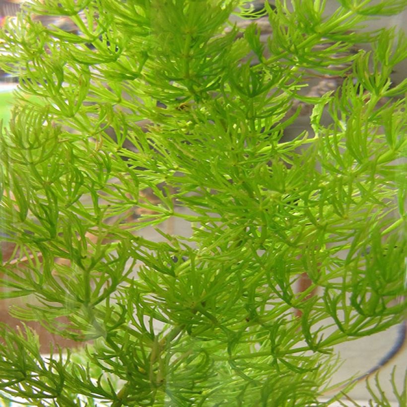 Ceratophyllum demersum - Ceratófila (Follaje)